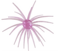 Morning Dawn Urchin
