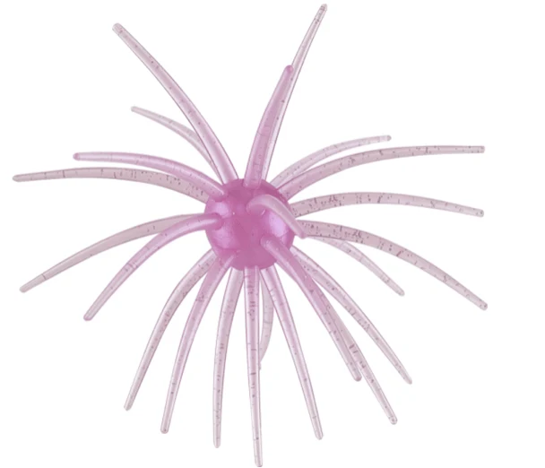 Morning Dawn Urchin